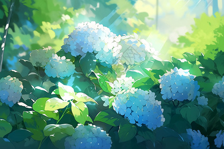 美丽的绣球花丛图片