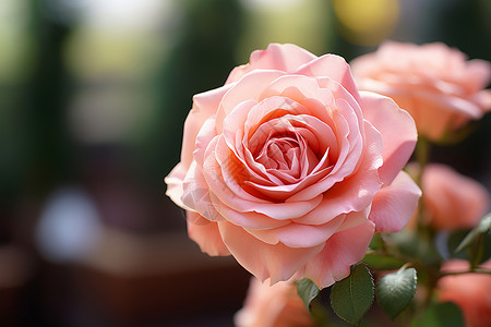 夏季盛开的粉色玫瑰花图片
