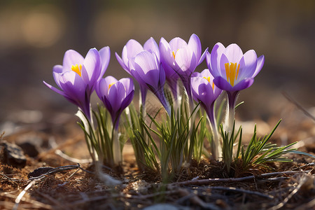 春季土壤中生长的雪莲花高清图片