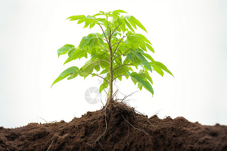 土壤中的小树苗背景图片