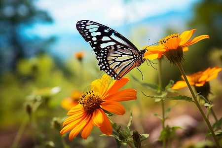 花朵上的蝴蝶背景图片