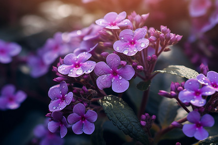 水滴点缀的花朵背景图片
