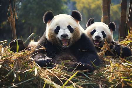 两只大熊猫在草地上背景图片