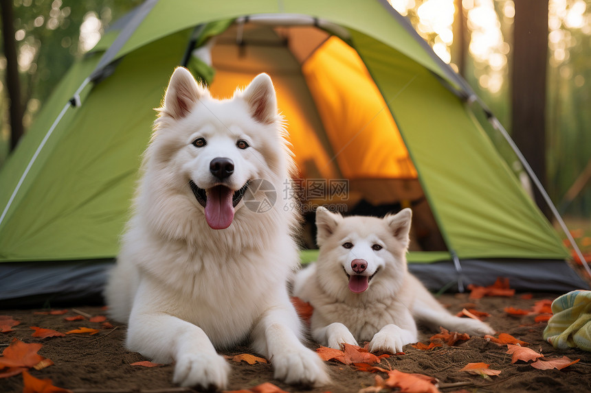 森林中的一对狗儿蜷伏在帐篷旁图片