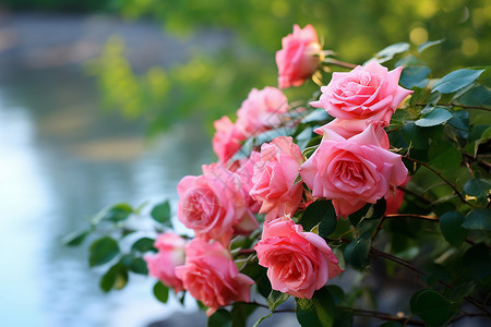 河畔粉玫瑰盛开粉玫瑰高清图片