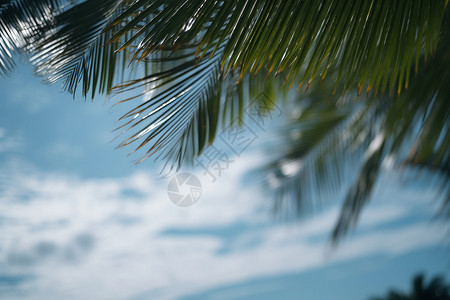 蓝天白云下的棕桐树背景