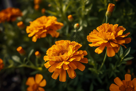 公园里漂亮的菊花图片