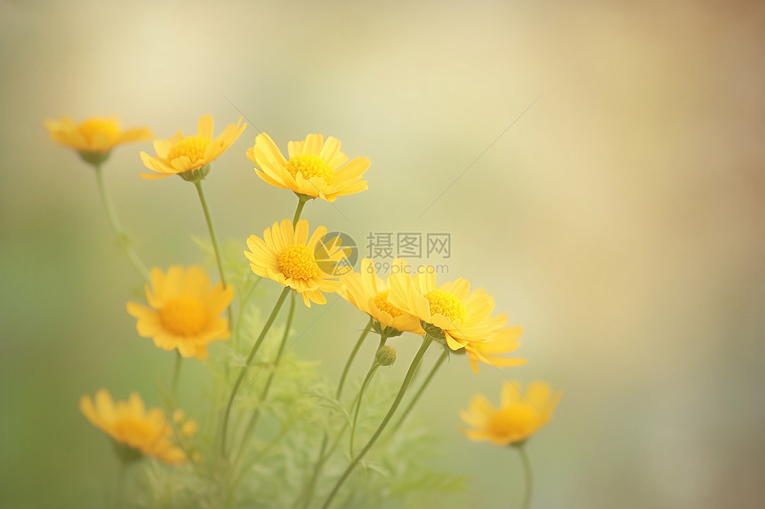 黄色菊花盛开图片