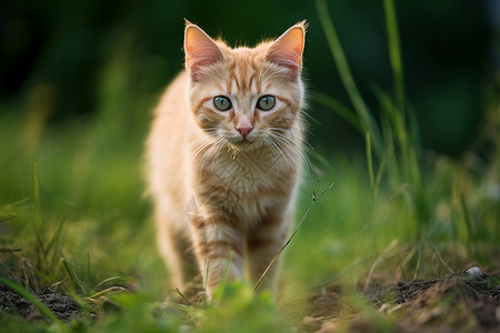 草地上的小橘猫图片