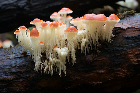 森林树枝上生长的蘑菇背景图片