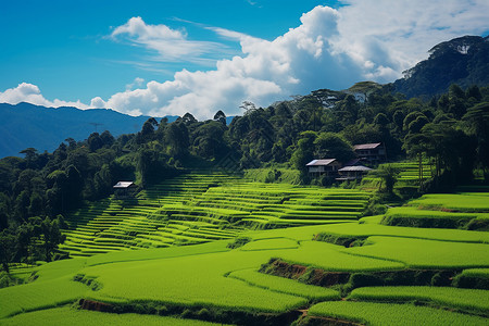 山坡上的田野和房屋图片