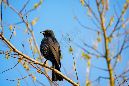 枝干上的野生黑鸟图片