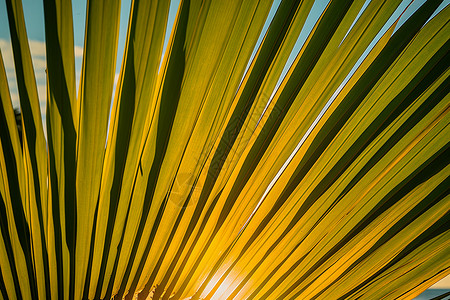 海边生长的棕榈树叶图片