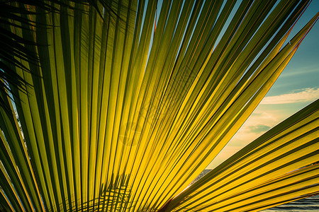 海边的棕榈树枝背景图片