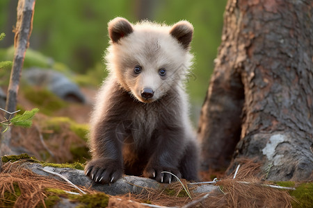 可爱灰熊布偶可爱的野生灰熊背景