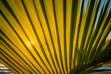 绿色的棕榈树树叶图片