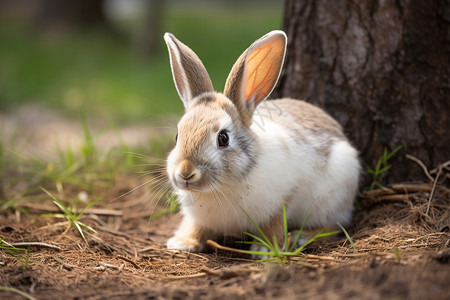 树木下可爱的兔子背景图片
