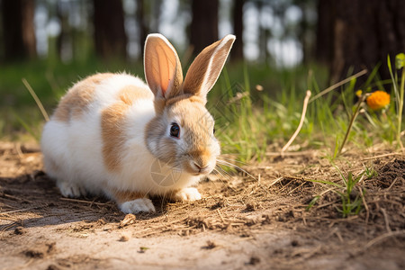 可爱幼小的兔子背景图片