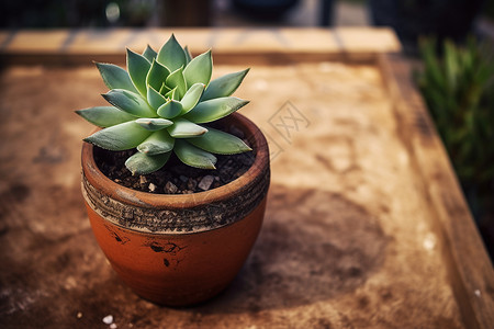 多肉绿植绿色的盆栽植物背景