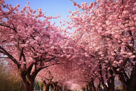 公园里面盛开的樱花背景图片