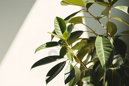 室内简约的绿色植物背景图片