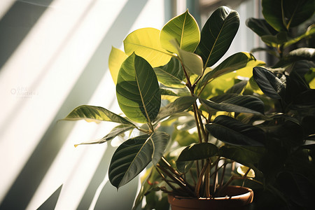 室内盆栽的绿色植物图片