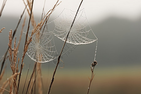 户外清晨的露珠和蜘蛛网图片