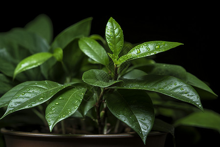 户外清新的绿色植物背景图片