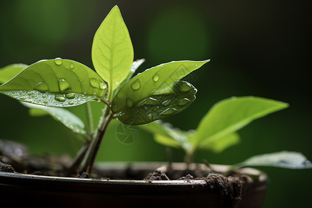 花盆里面盆栽的绿色植物背景图片