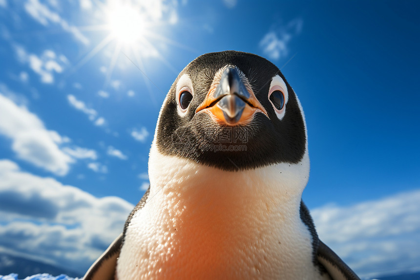 欢快的企鹅与蔚蓝天空图片