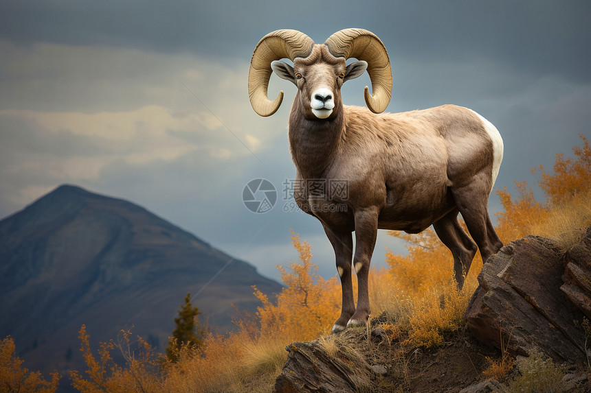 山脉的一只大角羊图片