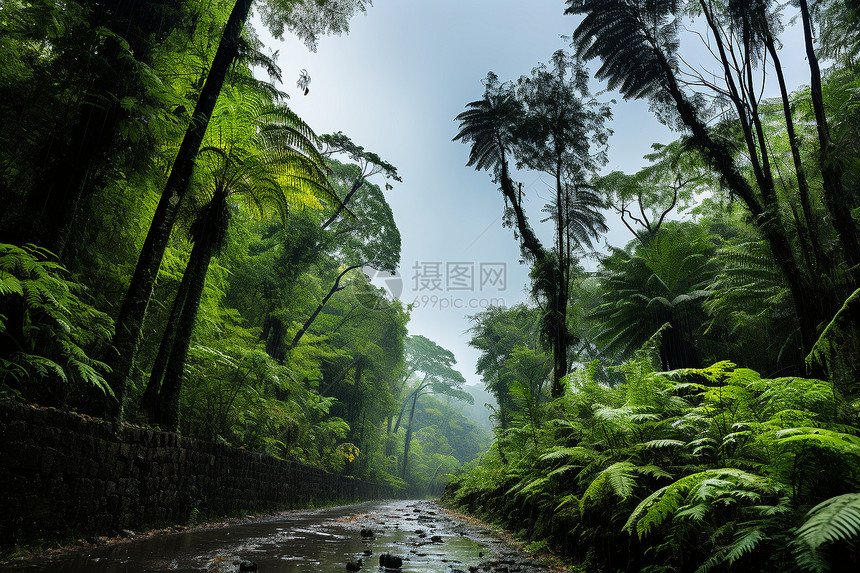 一条湿漉漉的森林下路图片