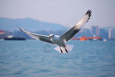 红嘴鸥飞翔湖光中的海鸥背景