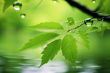 美丽的树叶树叶树枝与水滴高清图片