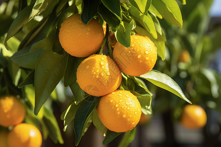 新鲜多汁橘子树背景图片