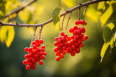 红浆果垂挂的树枝背景图片