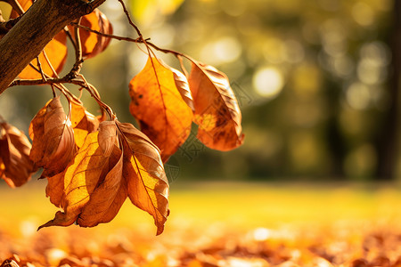 秋天公园美丽的黄叶背景图片