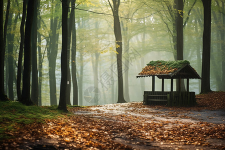 秋天森林中的凉亭背景图片