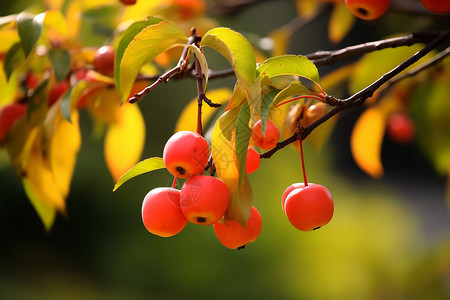 果实缤纷树木红叶间的果实背景