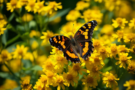 蝴蝶停在黄花上背景图片