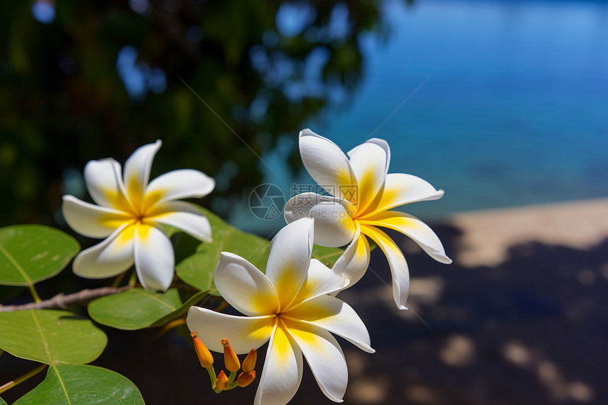 水边的白花图片