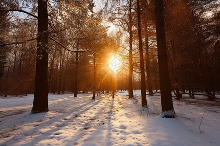 阳光穿过积雪树林背景图片