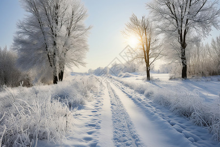 雪地上的林间道路高清图片