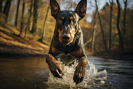 狗狗跳入水潭高清图片