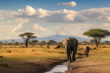 非洲草原上的野生大象高清图片
