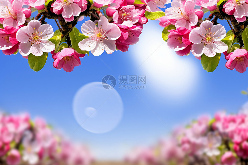 浪漫的粉色樱花树图片
