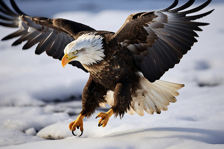 冬季中展翅翱翔的雄鹰背景图片