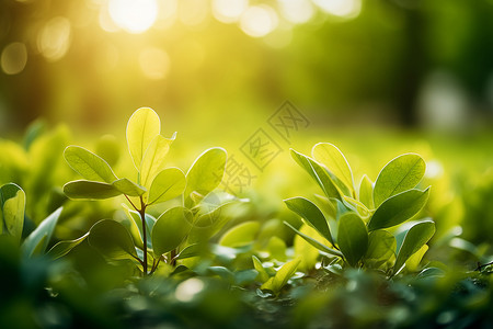 夏季日出公园草地的美丽景观背景图片