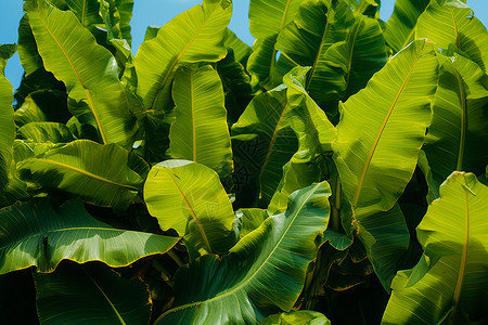 绿意盎然的热带植物背景图片