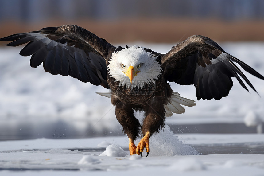 冬日雪野中舞翔的白头鹰图片